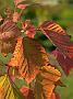 Acer rufinerve